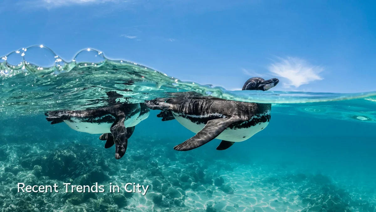 Recent Trends in City