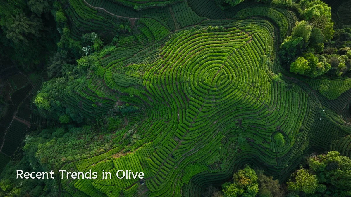 Recent Trends in Olive